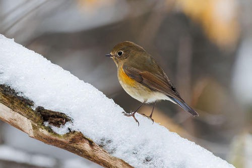 Red-flanked Bluetail (Tarsiger cyanurus), photo 5