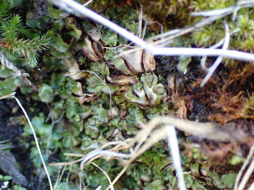 Image of Mannia gracilis by no rights reserved