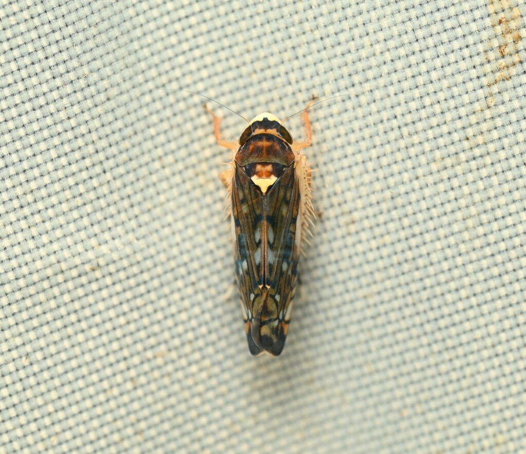 Paramelanetettix expansivus
