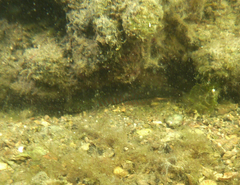Cryptocentroides gobioides