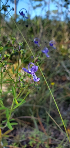 Image of Trichostema gracile by (c) Valerie Anderson, some rights reserved (CC BY)