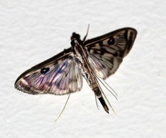 Rhimphalea astrigalis