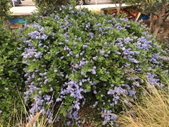 Ceanothus
