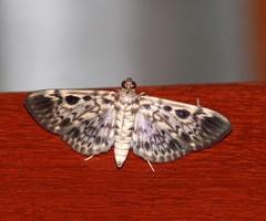 Rhimphaliodes macrostigma