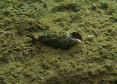 Batillaria australis