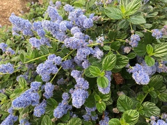 Ceanothus