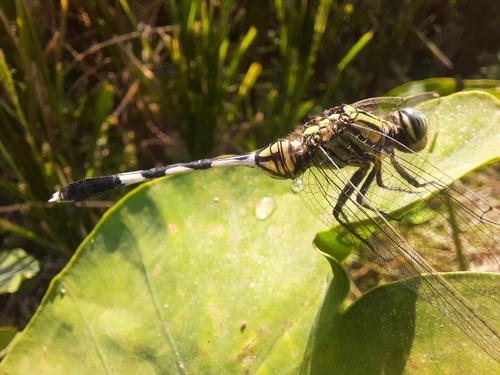 Slender Skimmer