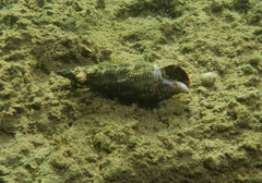 Batillaria australis