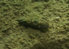 Batillaria australis