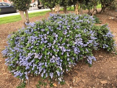 Ceanothus