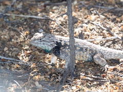 Sceloporus bimaculosus