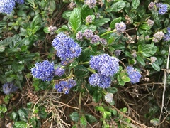 Ceanothus