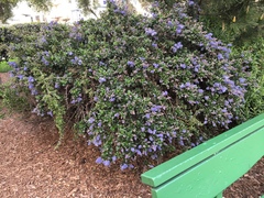 Ceanothus
