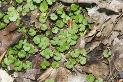 Hydrocotyle microphylla