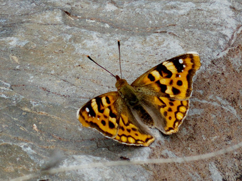 Thaleropis