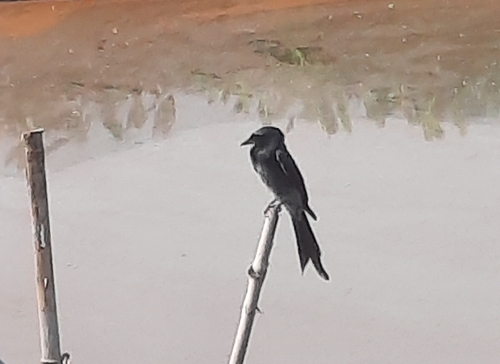 Black Drongo