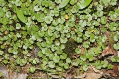 Hydrocotyle microphylla