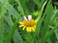 Heliopetes omrina