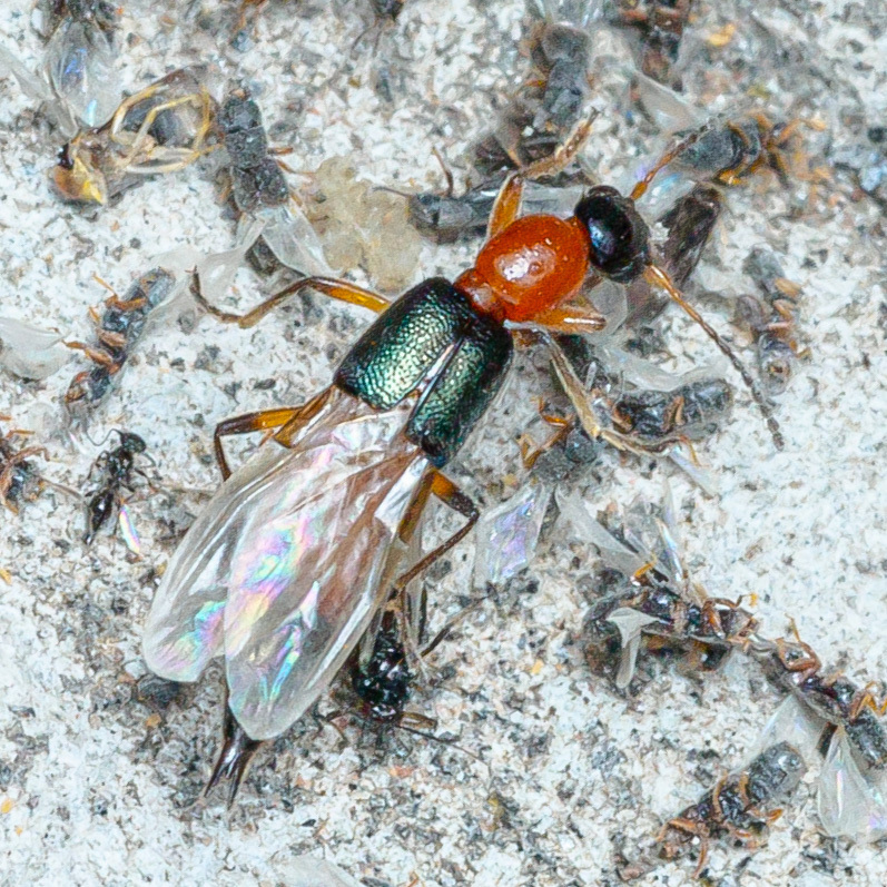 Whiplash Beetles from 中国云南省西双版纳傣族自治州勐腊县 on October 26, 2023 at 11:43 PM ...