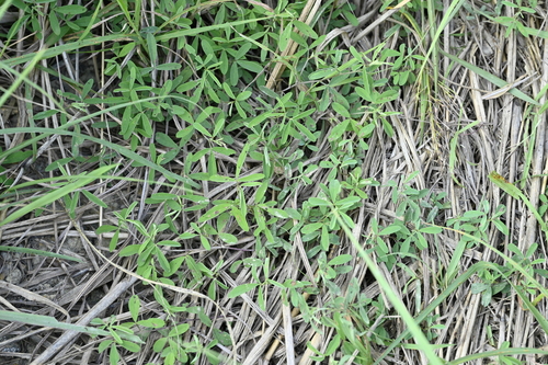 Image of Indigofera trifoliata by (c) 曾昱承 Yu-Cheng Zeng, some rights reserved (CC BY)