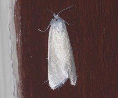 Scirpophaga gilviberbis