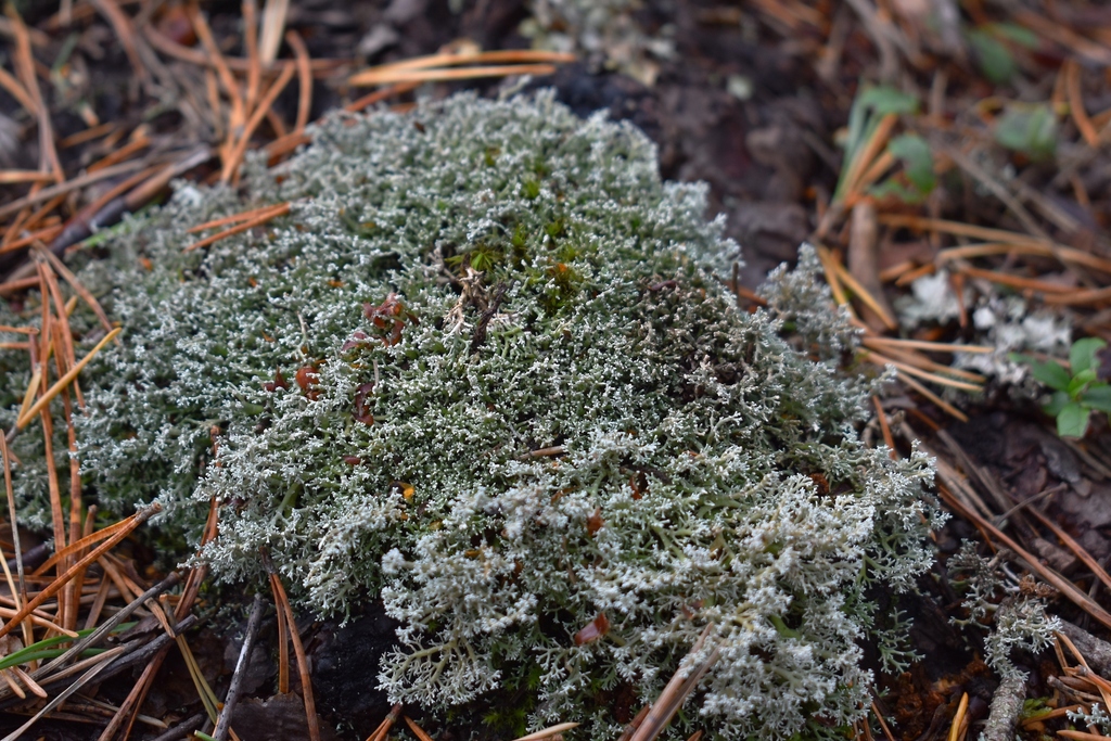 Globe Ball Lichen from Loch an Eilein & Rothiemurchus, Aviemore PH22 ...