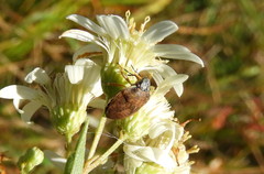 Homaemus aeneifrons