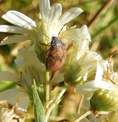 Homaemus aeneifrons