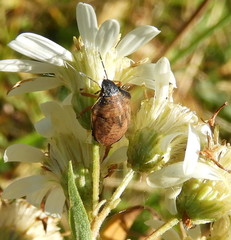 Homaemus aeneifrons