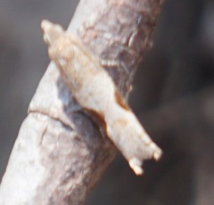 Pseudexentera costomaculana