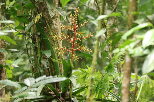 Guzmania scherzeriana, photograph 4