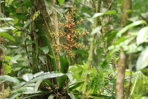 Guzmania scherzeriana, photograph 5