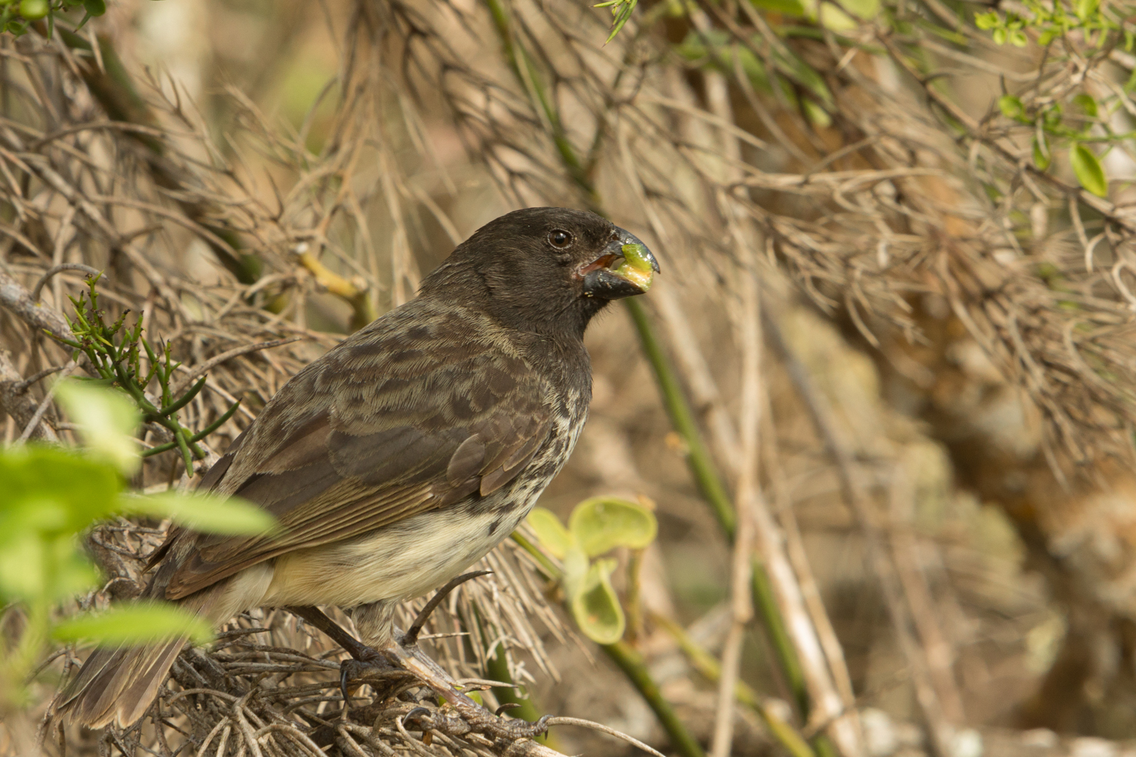 Vegetarian Finch (Platyspiza crassirostris)