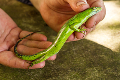 Lamprolepis smaragdina
