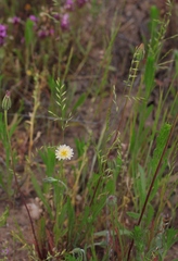 Festuca microstachys