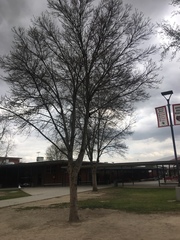 Fraxinus angustifolia oxycarpa