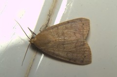 Maurilia
