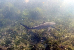 Carcharhinus obscurus