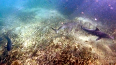 Carcharhinus obscurus