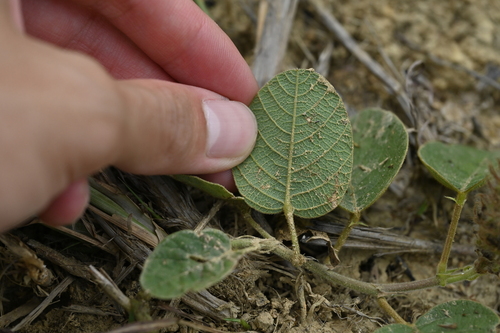 Image of Uraria lagopodioides by (c) 曾昱承 Yu-Cheng Zeng, some rights reserved (CC BY)