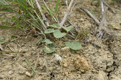 Image of Uraria lagopodioides by (c) 曾昱承 Yu-Cheng Zeng, some rights reserved (CC BY)