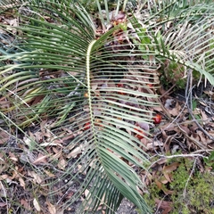 Macrozamia riedlei