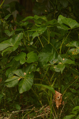 Montrichardia arborescens