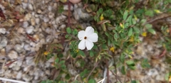 Linanthus dichotomus