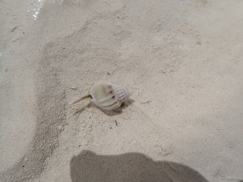 Nassarius arcularius observed 2023-10-28