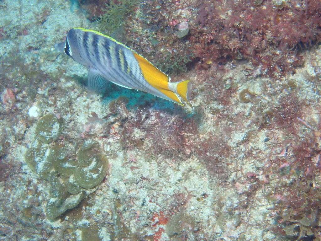 Atoll Butterflyfish