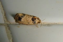 Terthreutis