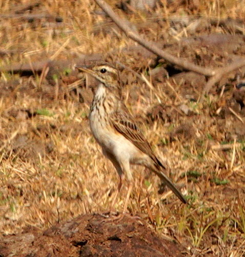 Paddyfield Pipit