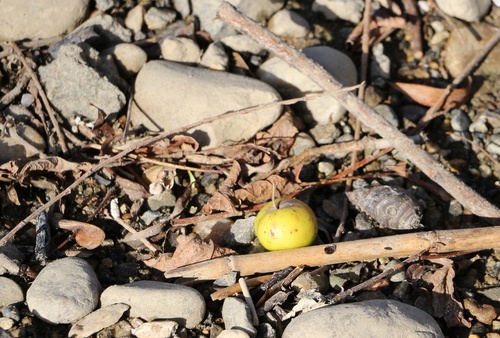 Caucasus apple (Malus orientalis)