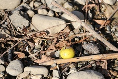 Malus orientalis